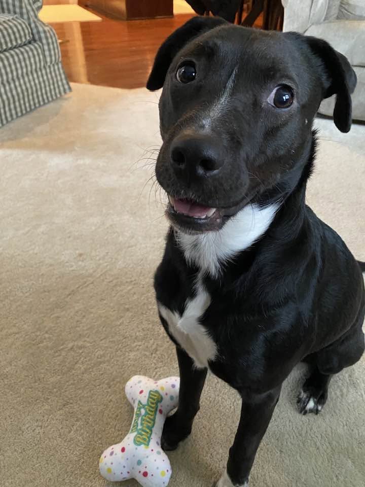 Jill Bertke pet dog photo