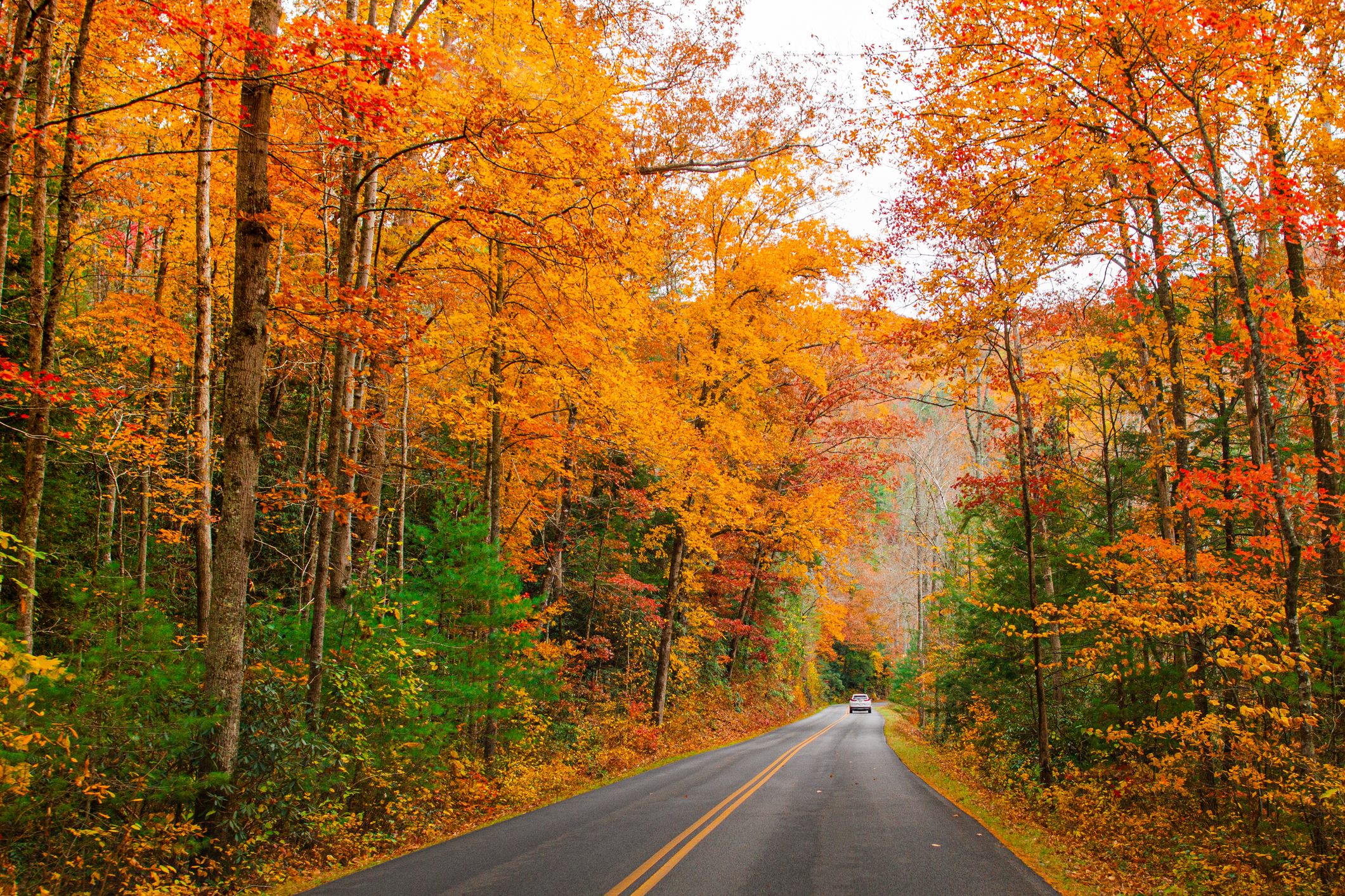 Tennessee Fall Color
